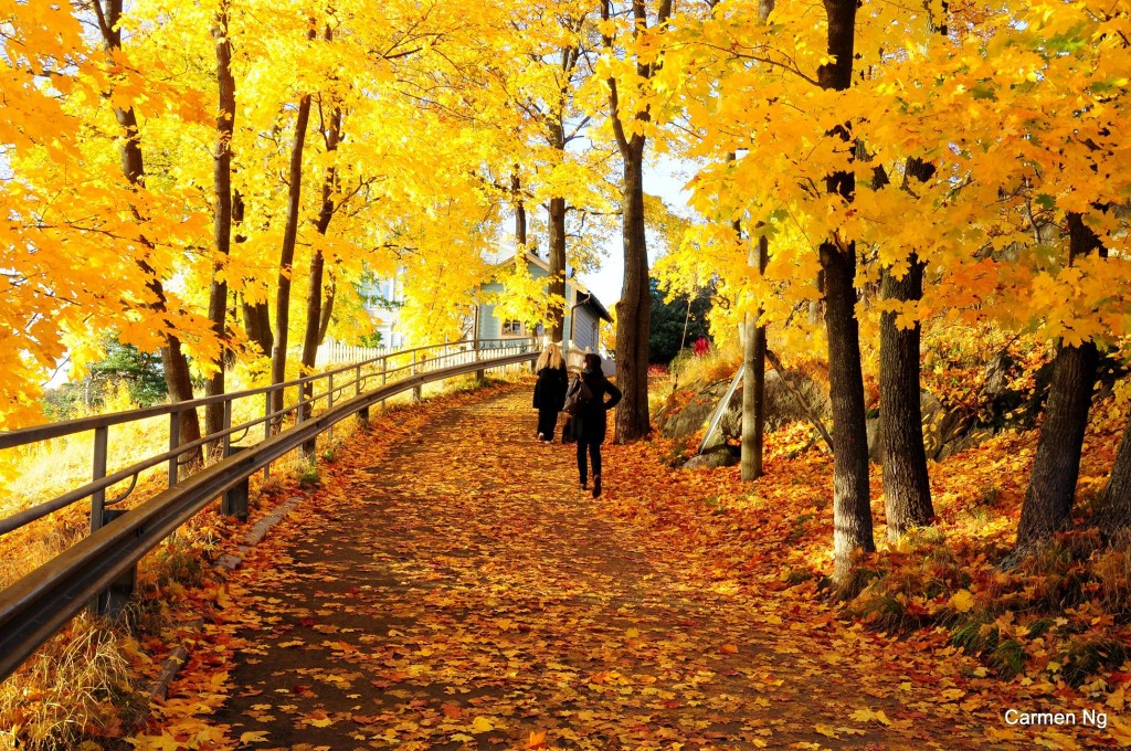 du-hoc-phan-lan-inec